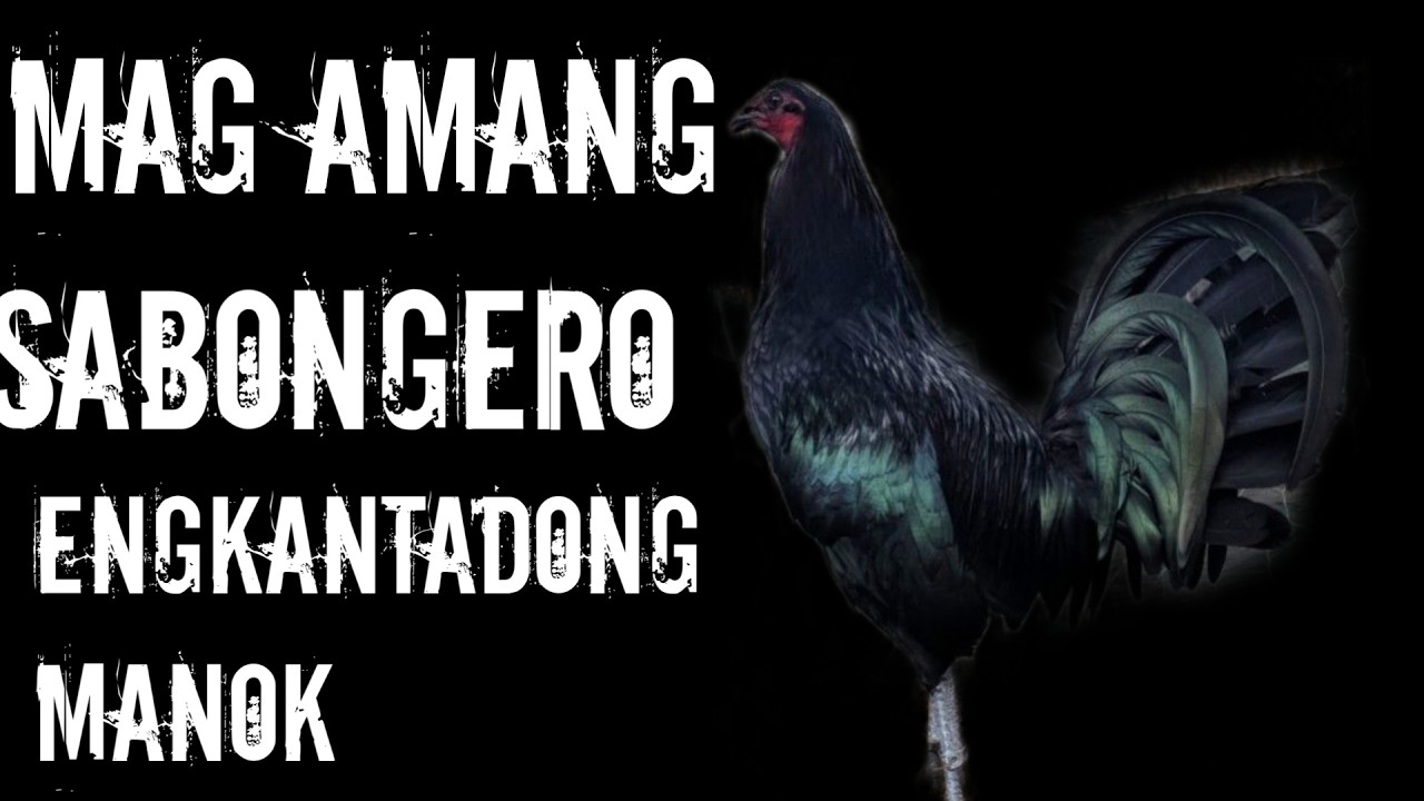 ENGKANTADONG MANOK MAG AMANG SABONGERO cover art
