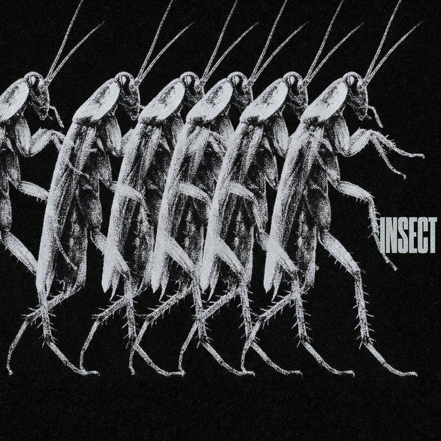 Insect
