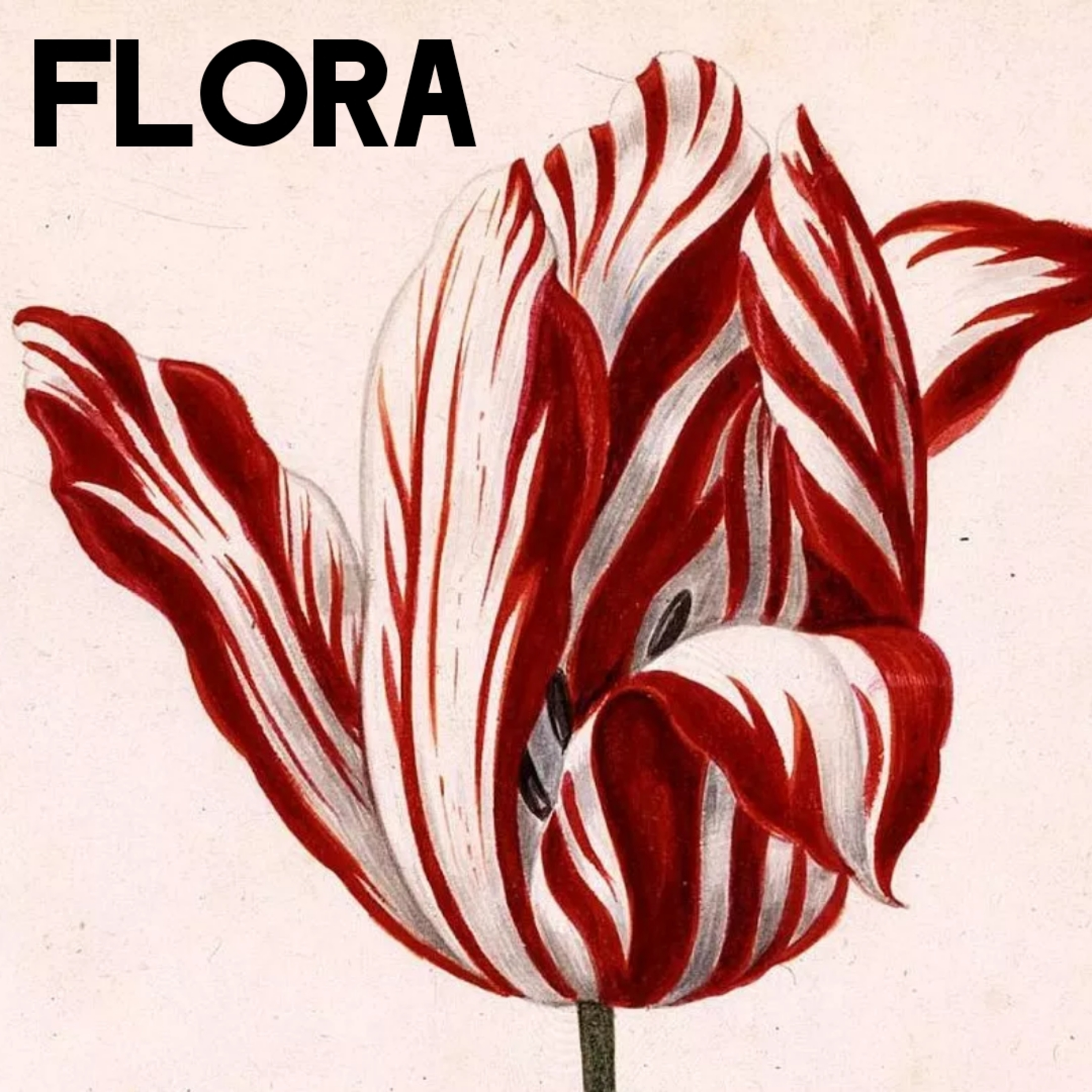 FLORA (DUNIA TANAMAN, BUNGA, DAN TUMBUHAN) cover art