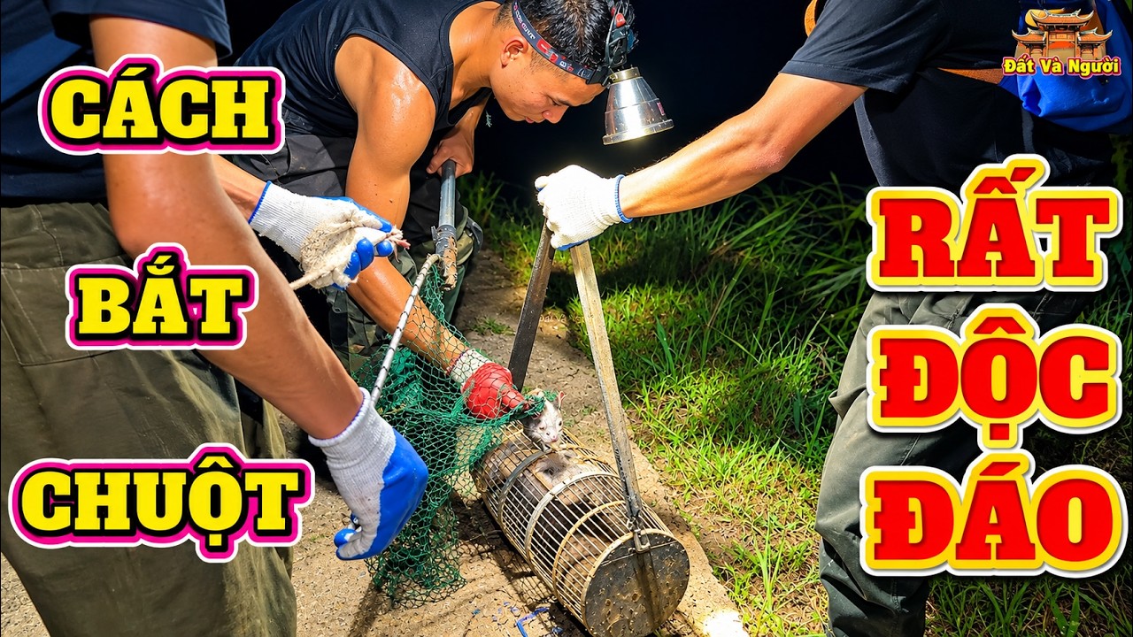 Cách bắt Chuột Rất thô sơ nhưng hiệu quả không ngờ ,sau 1 tiếng cả chục kg Chuột đồng.