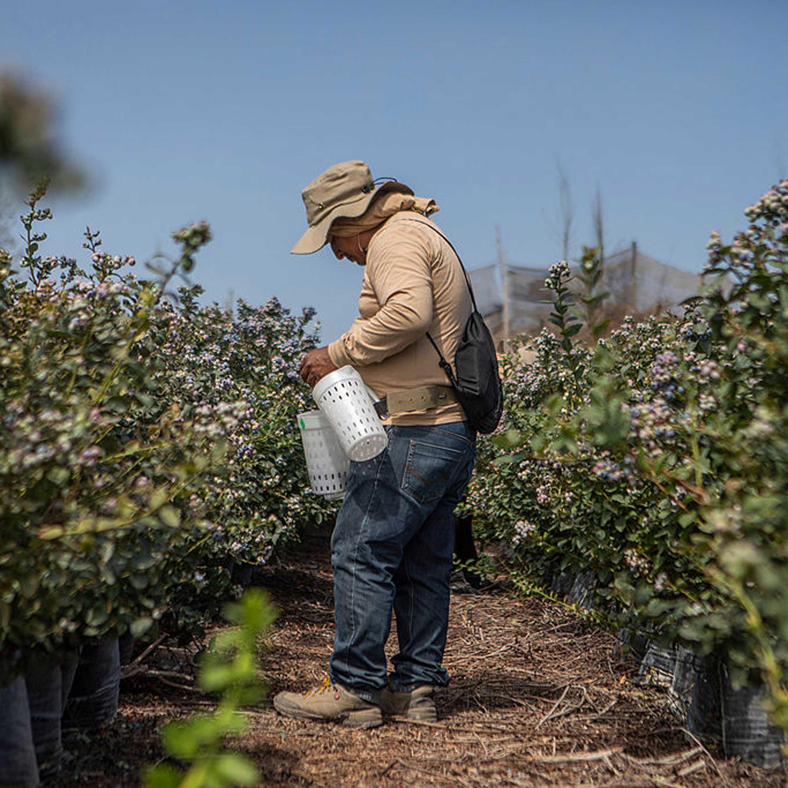 Extreme El Nino could cost 2 pct of GDP in LatAm, Caribbean: report cover art