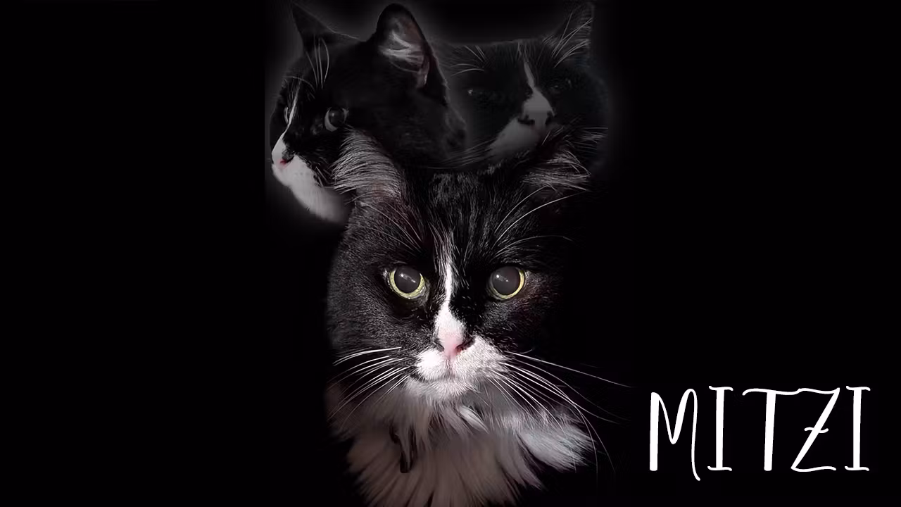 Saying Goodbye To Mitzi. cover art