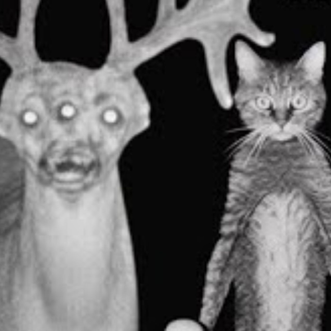 6 Nuevas Historias de Animales Actuando Como Humanos | Gato Macabro | Terror Real cover art