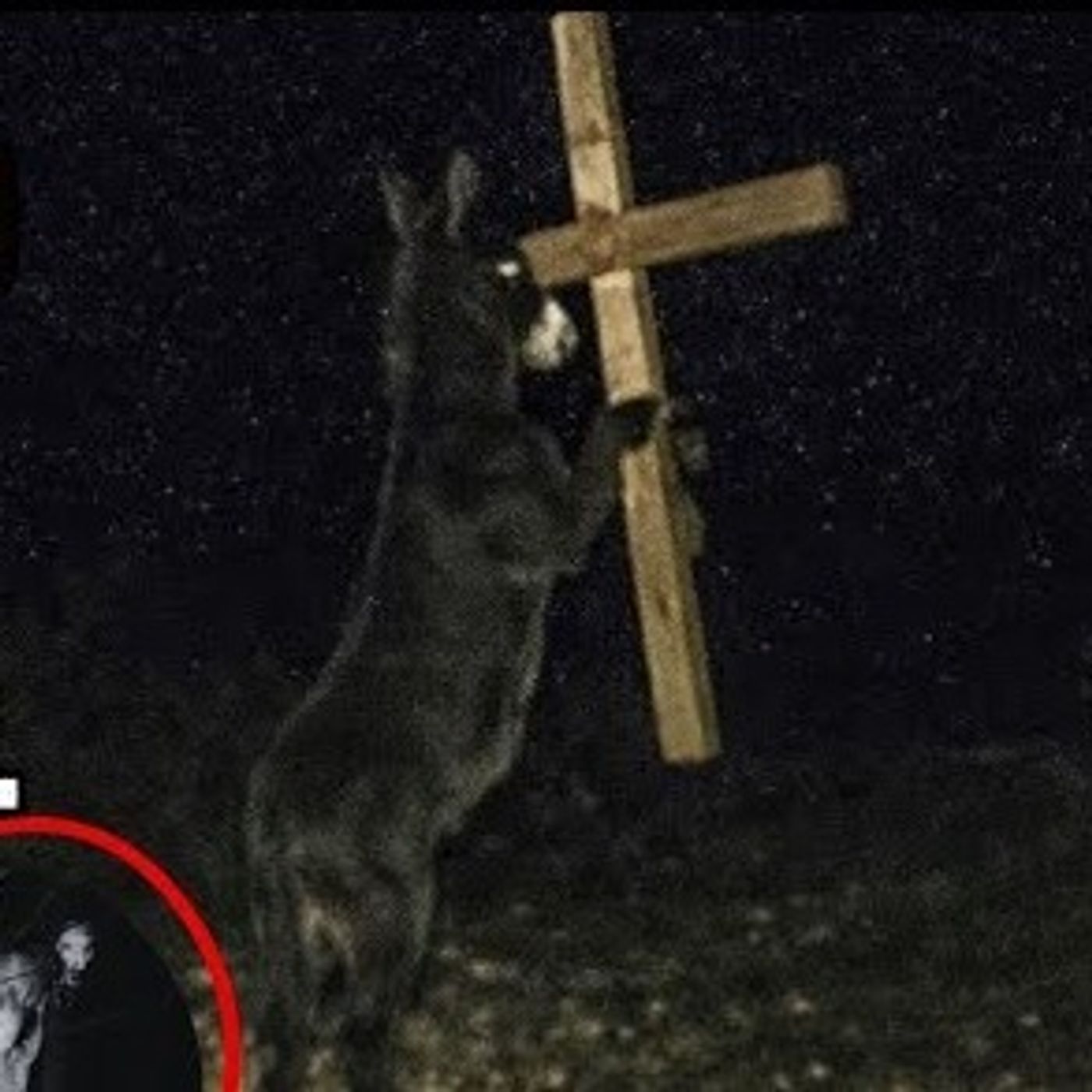 8 Historias REALES de Animales Actuando Como Humanos | 2 con Evidencia Grabada | Terror Real cover art