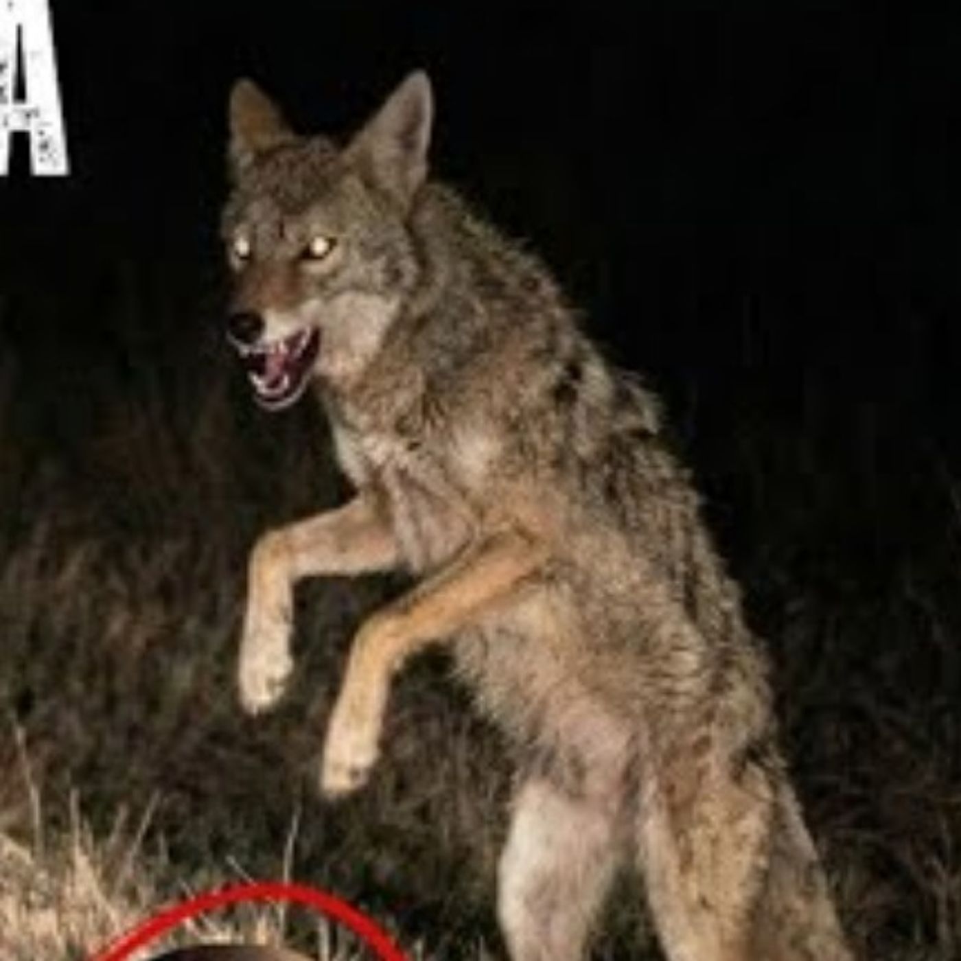 Animales Actuando como Humanos | Video real | Relatos Reales que Nadie Puede Explicar cover art
