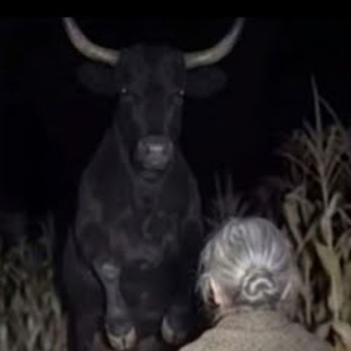 Animales Actuando como Humanos: 5 Testimonios Oscuros Enviados por Mis Seguidores | Gato Macabro cover art