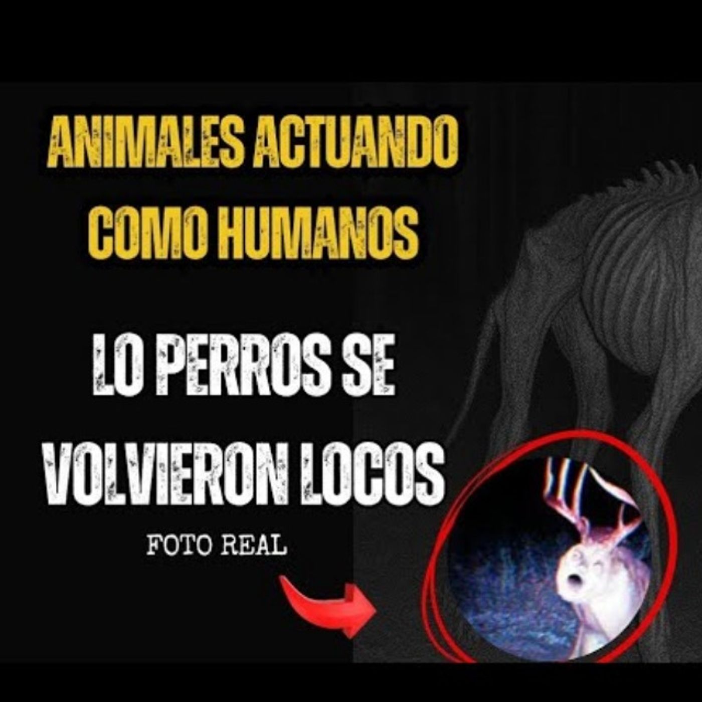 9 NUEVAS HISTORIAS DE ANIMALES ACTUANDO COMO HUMANOS | HISTORIAS DE TERROR REALES | GATO MACABRO cover art