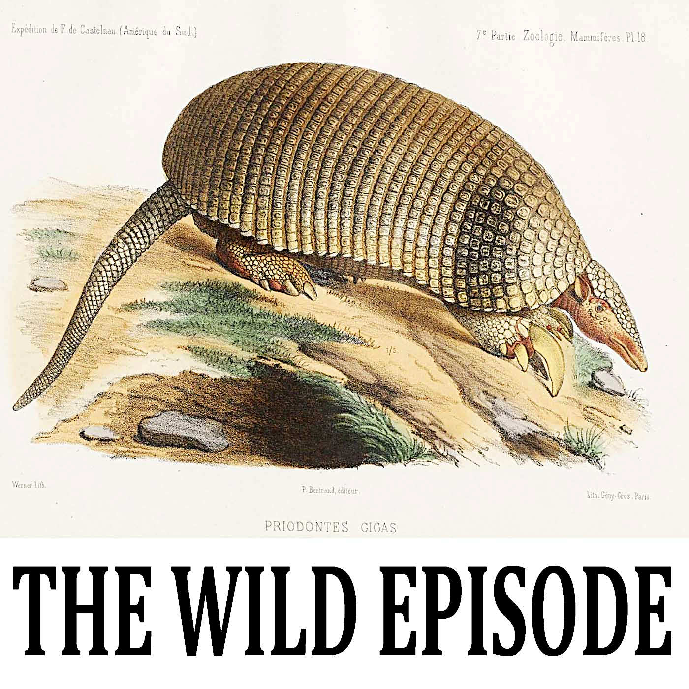 Giant Armadillo : Big is Beautiful I