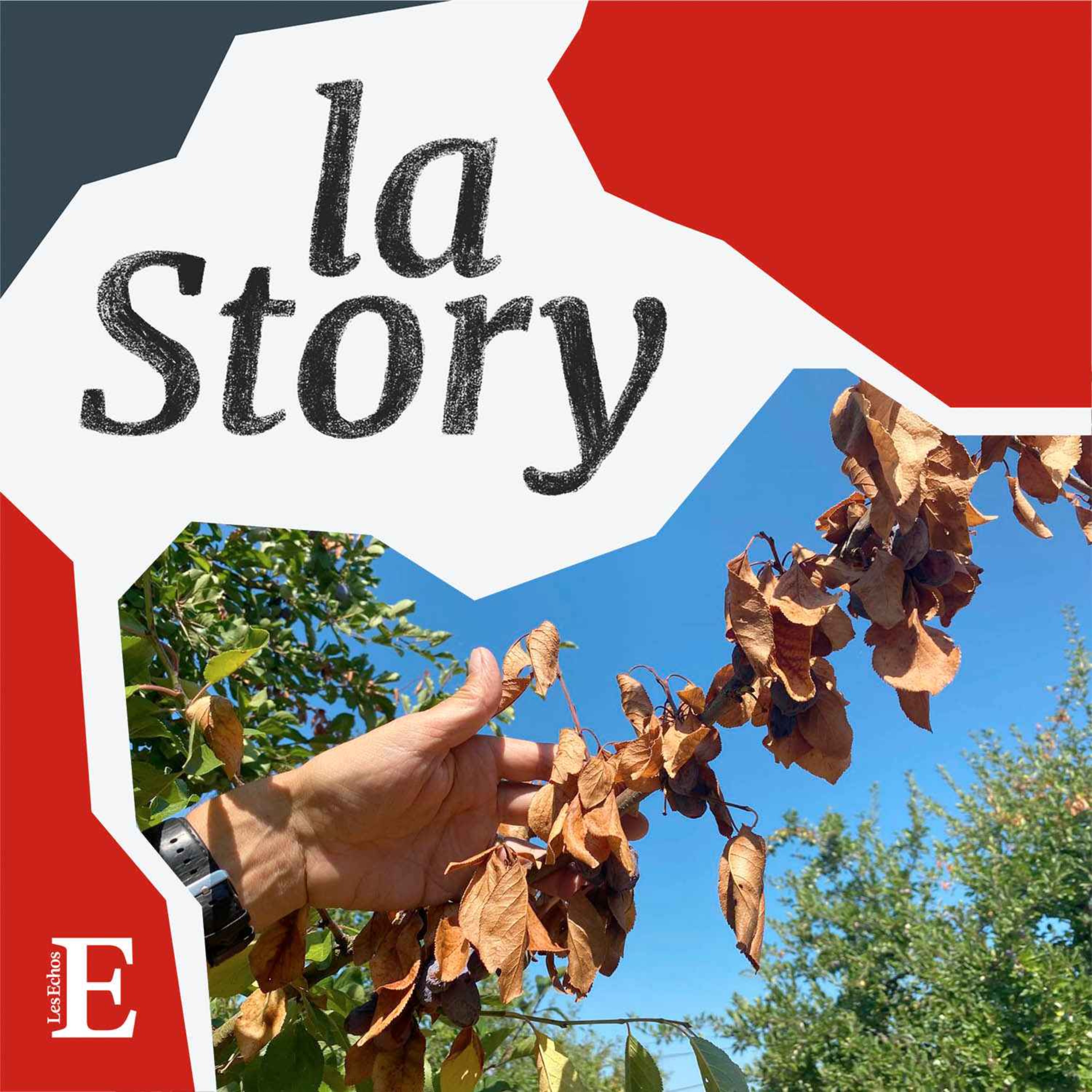 Les agriculteurs face à la sécheresse (2/2) : les producteurs de pruneaux d'Agen s'adaptent cover art