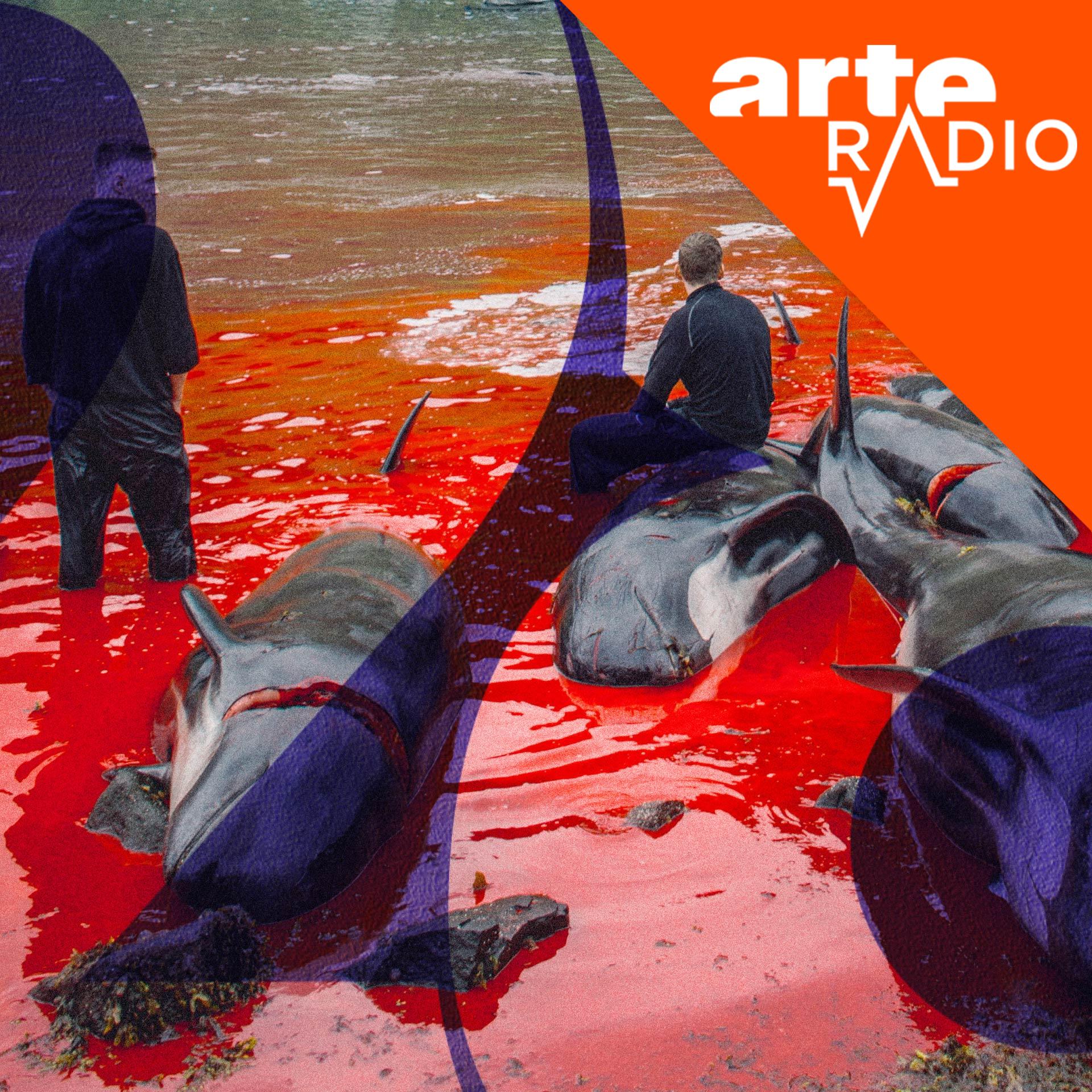 Les histoires de 28' : Risquer sa vie pour sauver les dauphins cover art