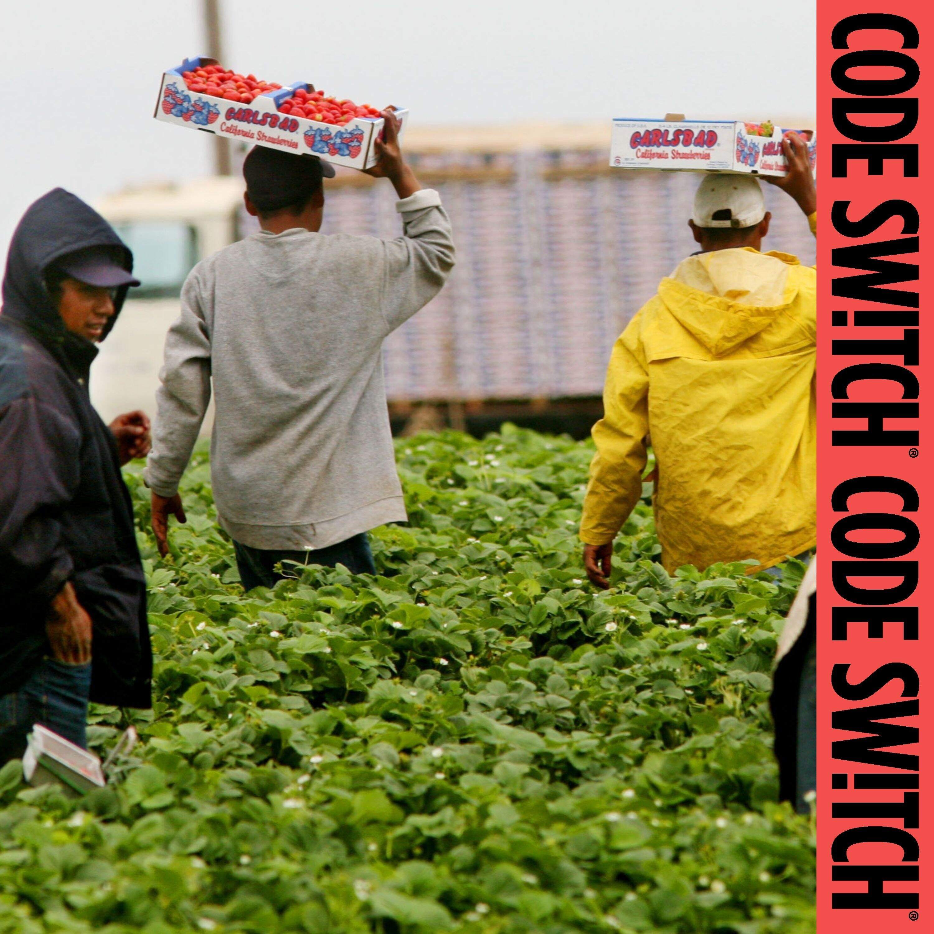 How farm work became the exception to Trump's border crackdown cover art