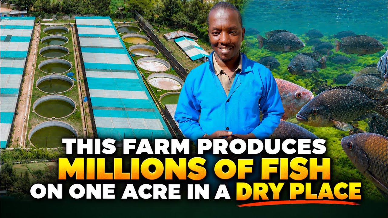 How This Farm Produces Millions of Fish on One Acre with Limited Water & a Brilliant Farming System cover art