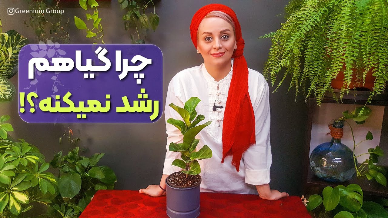 گروه گرینیوم؛ مریم آبسالان؛ گیاهپزشک؛ درمان گیاهان cover art