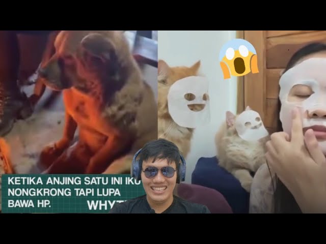 Nongkrong Sama Anjing & Kucing… Kok Mereka Lebih Eksis Dari Gue?! 😂 cover art