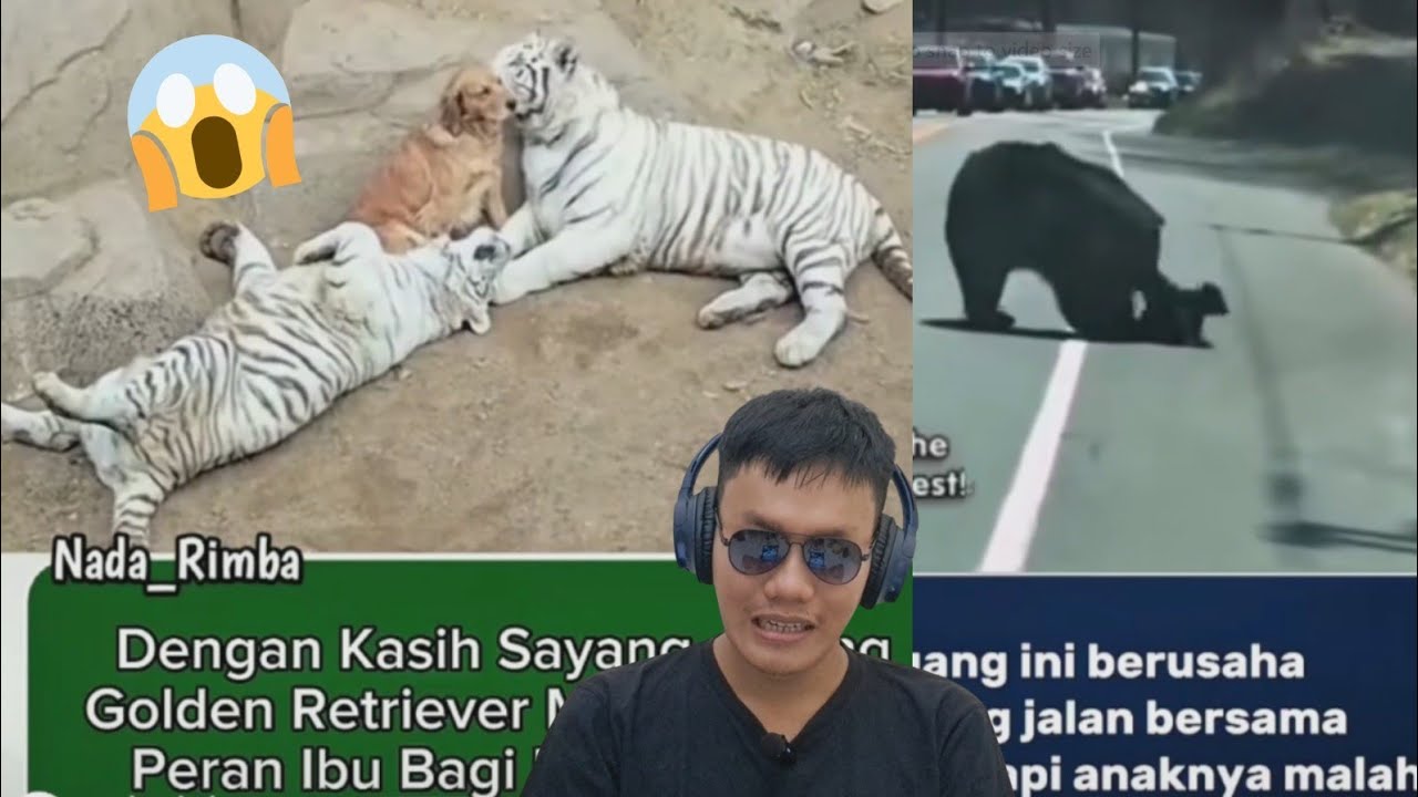 Saat Hewan Jadi Lebih Manusia: Doggy Jadi ‘Ibu’ Harimau & Perjuangan Beruang Menjaga Anak-Anaknya cover art