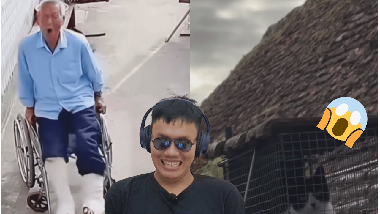Niat Basmi Tikus, Kucing Malah Terjebak… Lalu Anjing Ini Bikin Seorang Kakek Bangkit dari Kursi Roda cover art