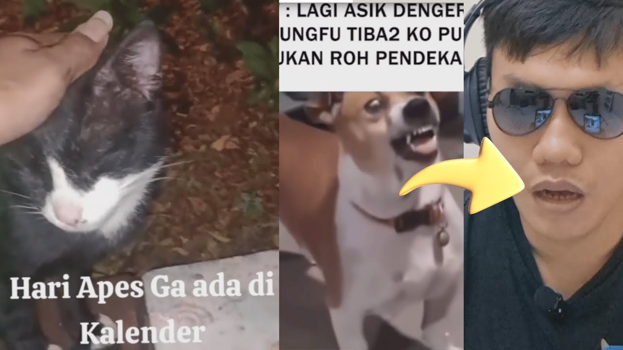 Hari apes ga ada di kalender😹🐶 ! cover art