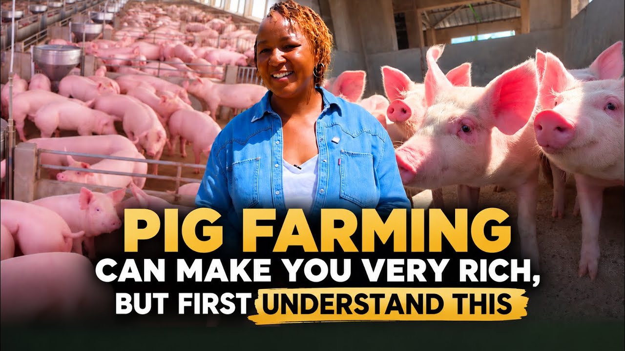 She Has Made Money Keeping Pigs for 15 Years & Shares What It Takes to Succeed in Pig Farming | LNN cover art
